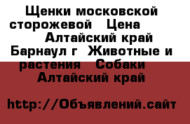 Щенки московской сторожевой › Цена ­ 10 000 - Алтайский край, Барнаул г. Животные и растения » Собаки   . Алтайский край